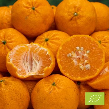 Cubotto Mandarine Ciaculli BIO 12 kg