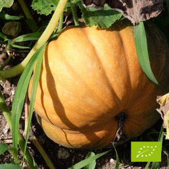 Cubotto di Zucca Moscata BIO 8 kg