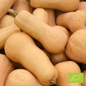 Cubotto di Zucca Butternut BIO 8 kg